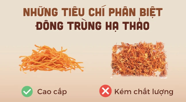 Cách phân biệt đông trùng hạ thảo thật và giả