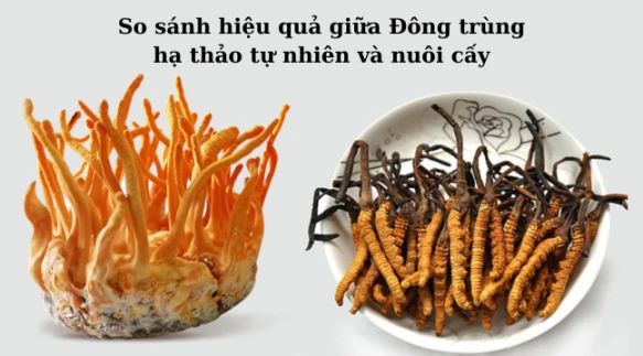 So sánh hiệu quả giữa Đông trùng hạ thảo tự nhiên và nuôi cấy