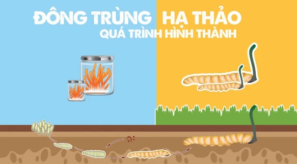 Tại sao người ta gọi là đông trùng hạ thảo?